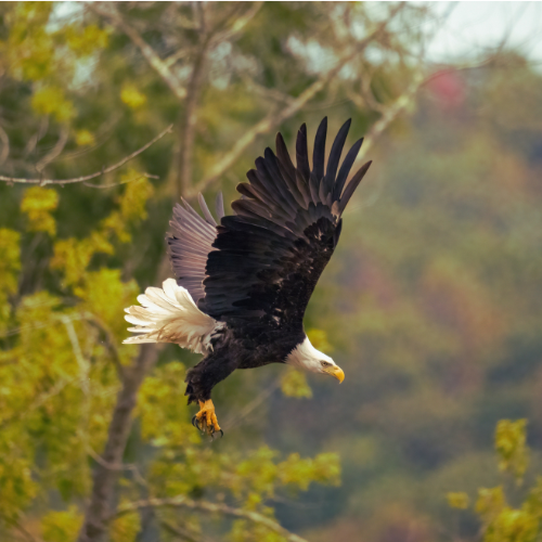 A bald eagle in flight