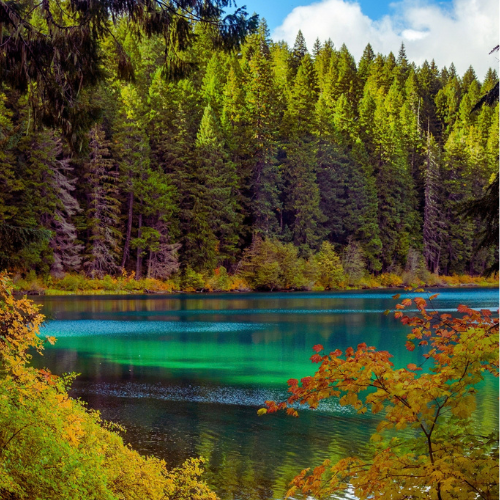 Turquoise lake ringed by fir trees, with autumn leaves in the foreground